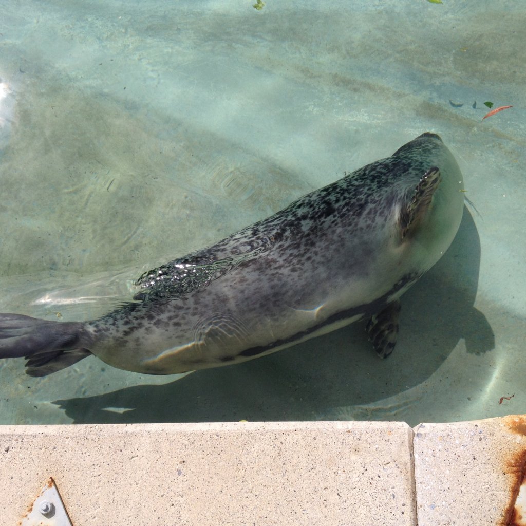 images/stories/2016-06-Zoo in Augsburg klein/IMG_2442 (FILEminimizer).JPG